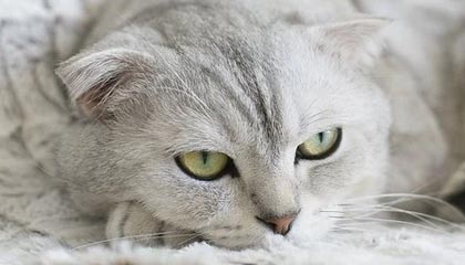 kaiyun官方入口登录-圣埃蒂安大胜尼斯，全队展现出色配合进攻组合，圣埃蒂安球迷