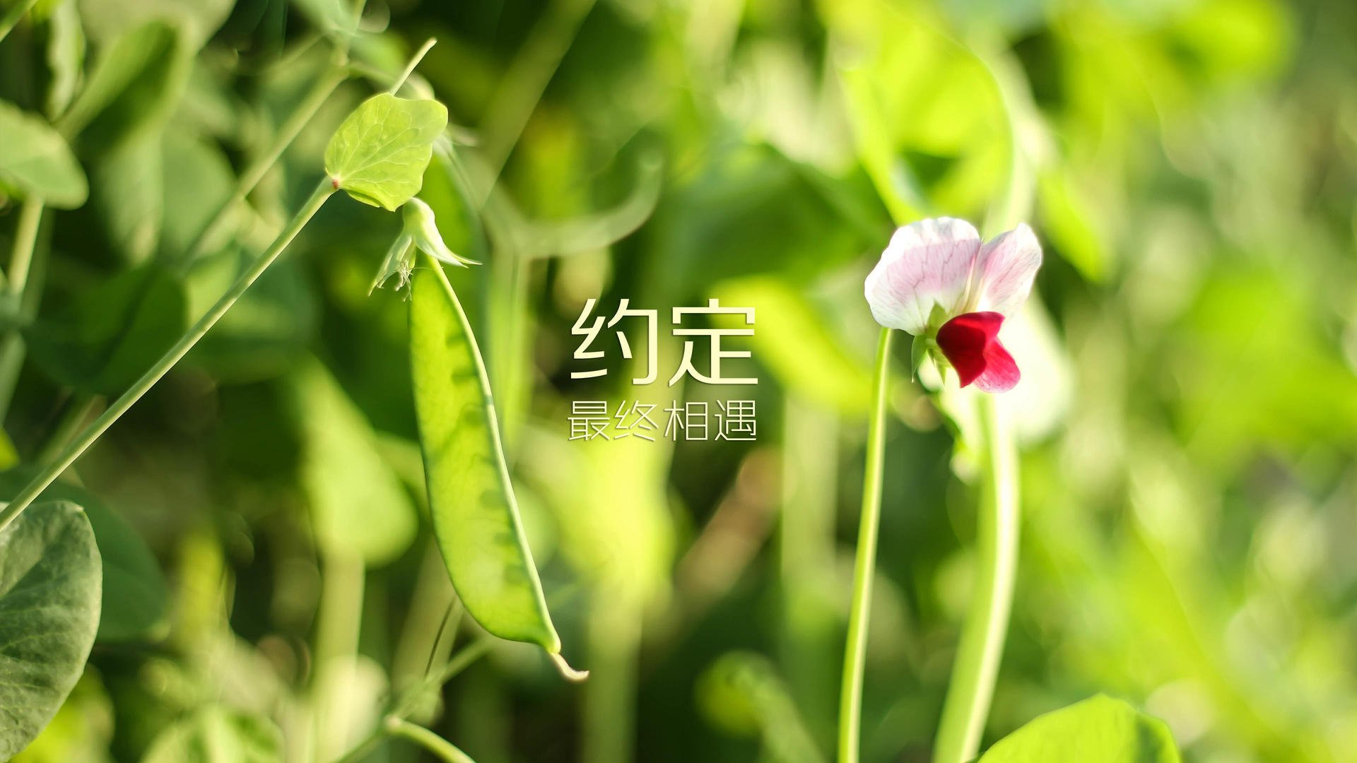 足球广播栏目新增球员访谈专栏，足球播音员叫啥