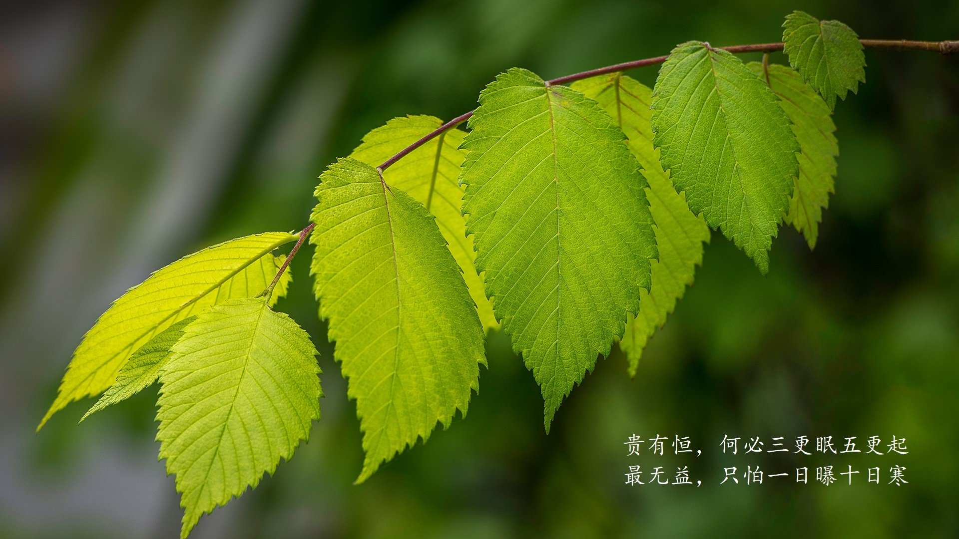 阿根廷美洲雄鹰队逐渐成为南半球橄榄球赛场上的新贵，阿根廷足球雄鹰
